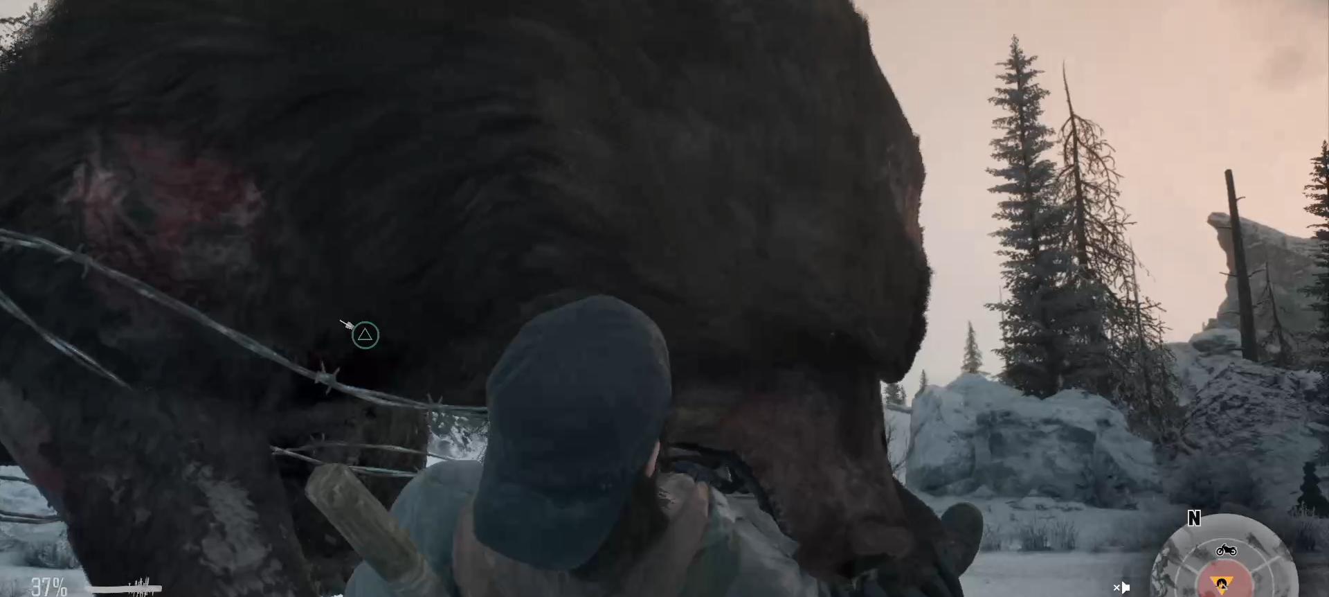 往日不再植物有什么用